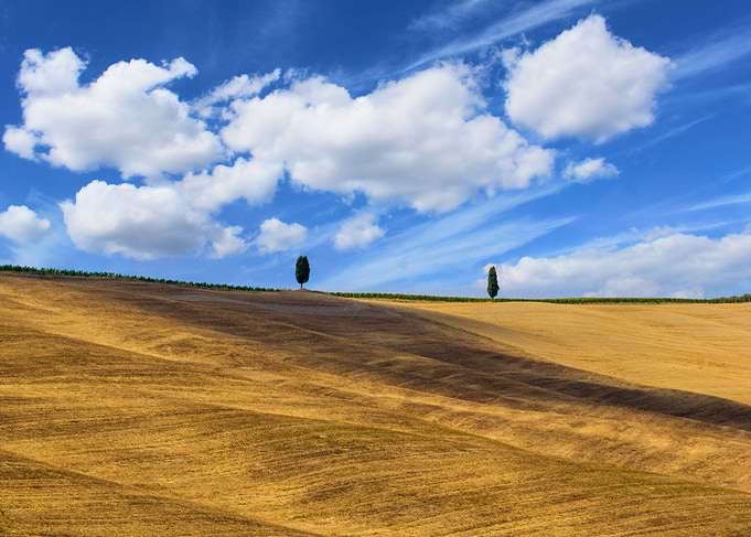 Two trees
