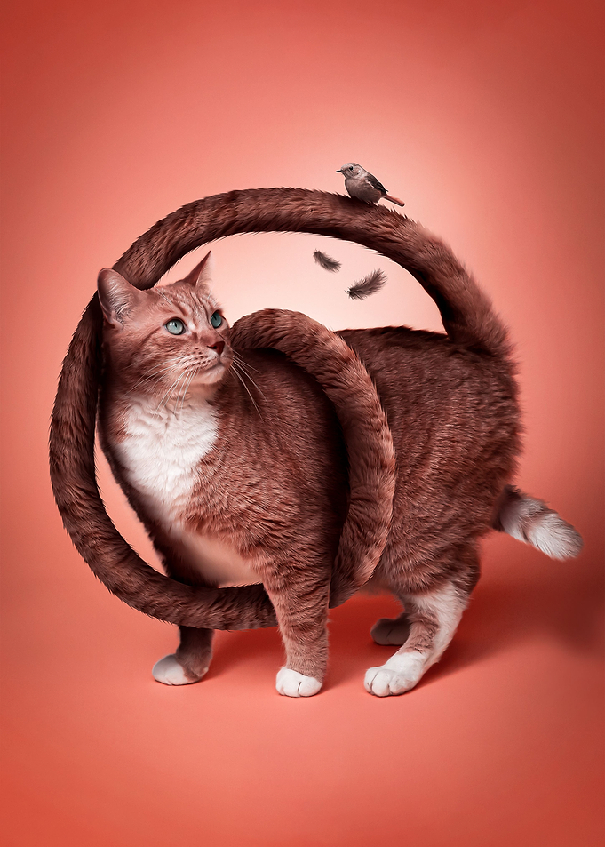 Cat and Bird
