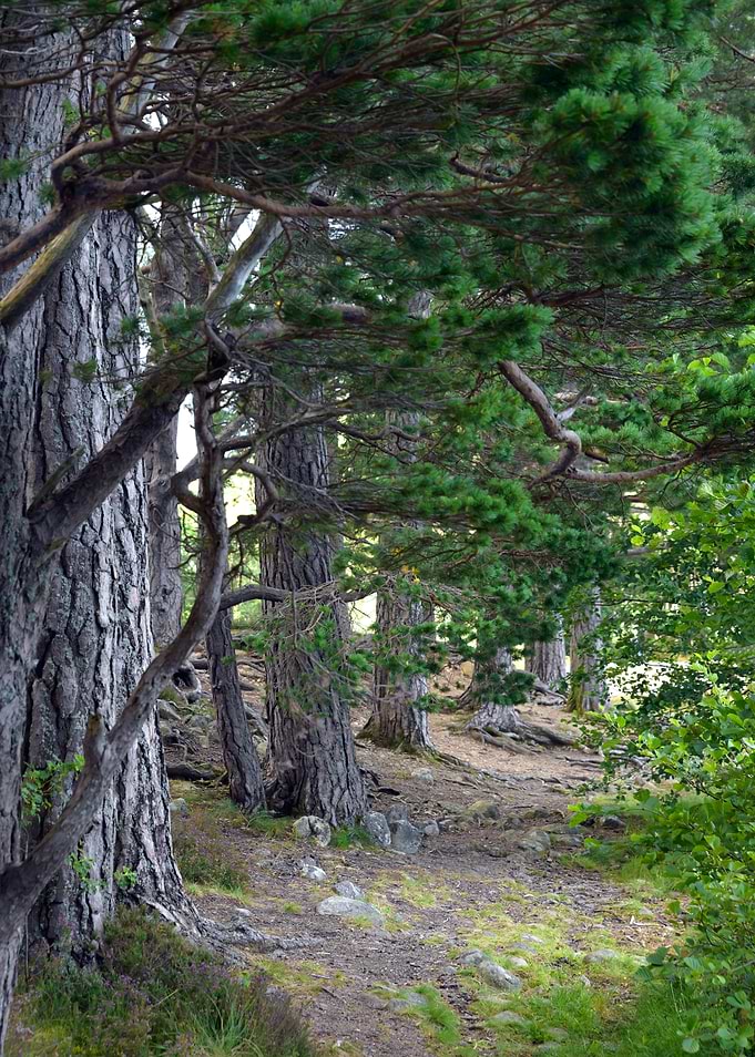 Woodland in Scotland