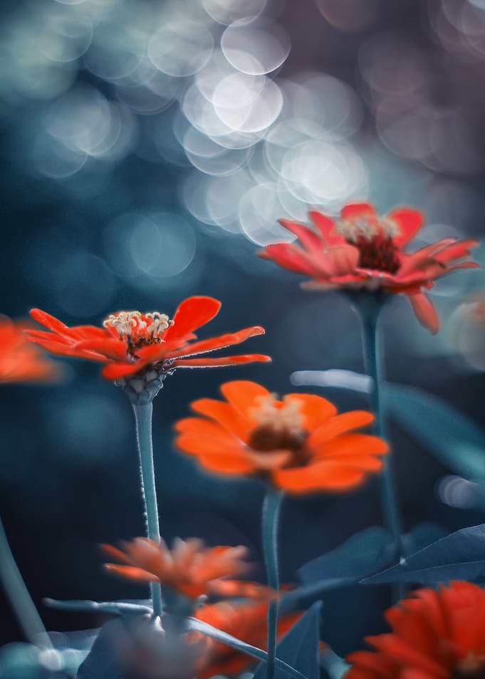 Colorful zinnia, macro