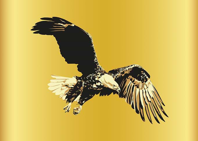 Bald eagle flying