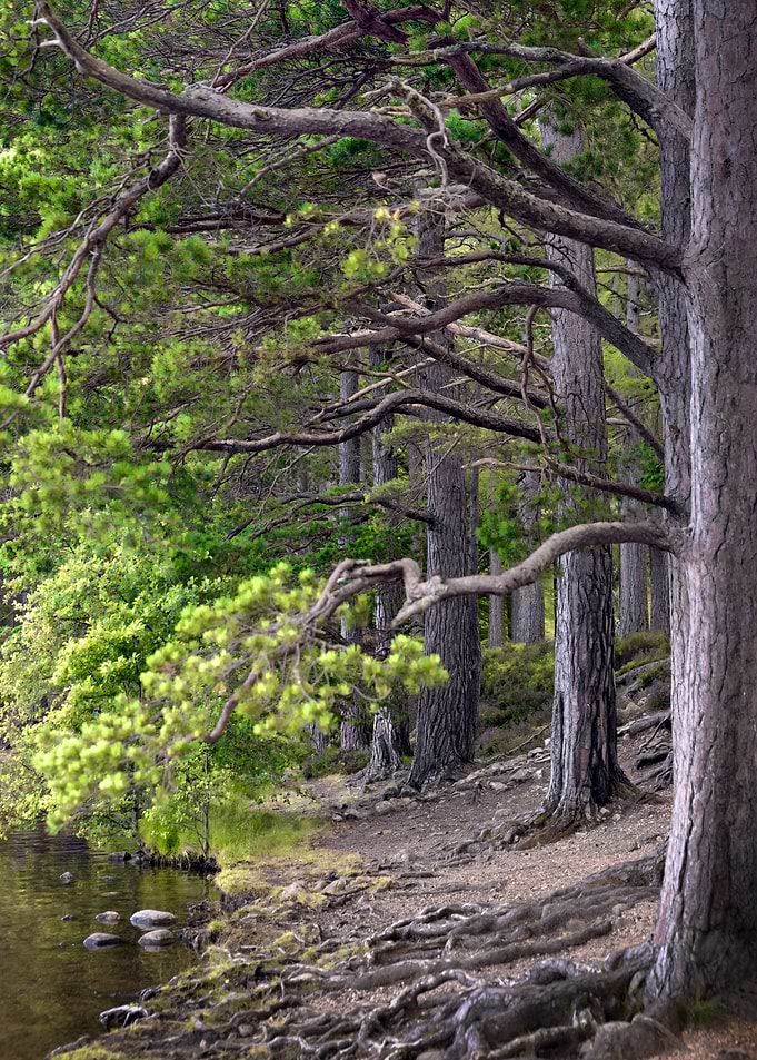Woodland in Scotland