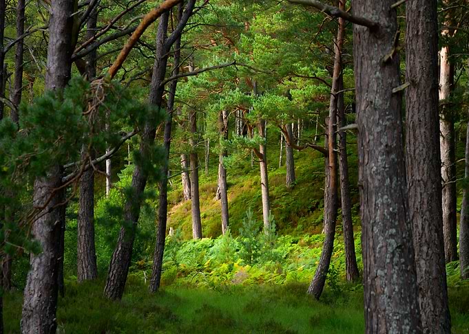 Forest