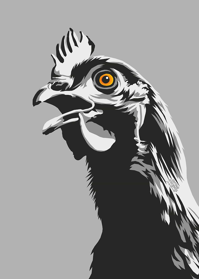 Black and white chicken