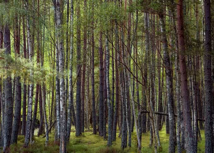 Woods