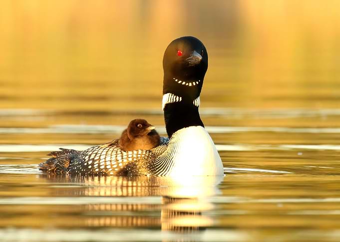 Golden Sunrise
