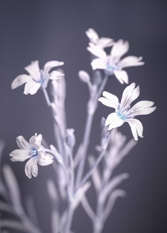 Bouquet of white flowers