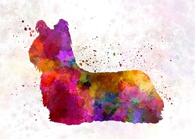 Skye Terrier dog