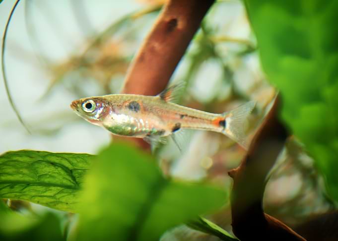 Rasbora aquarium fish