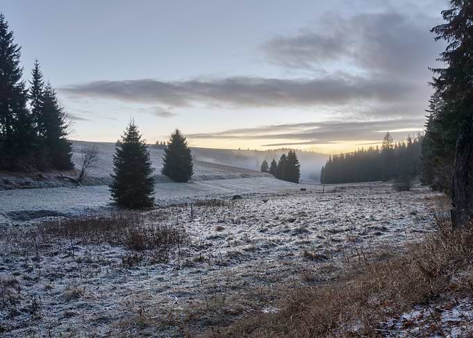 Icy meadow