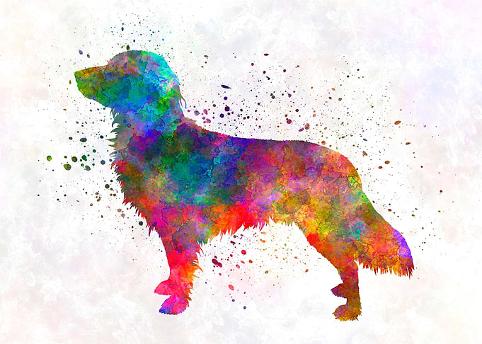 Small Munsterlander dog