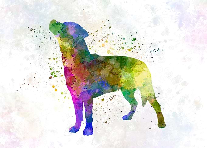 Smalandsstovare dog