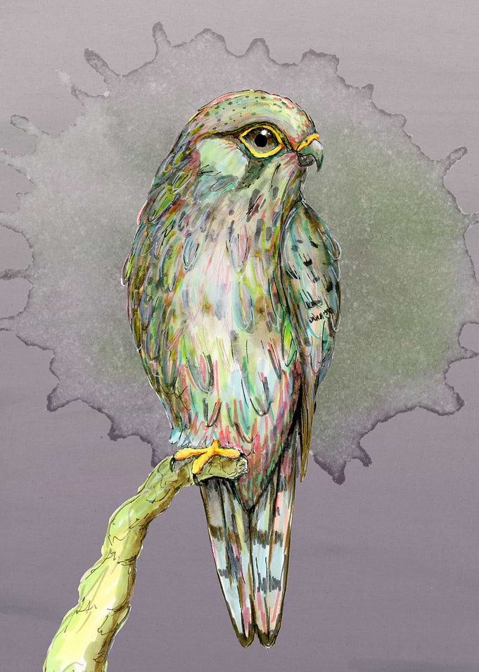 Kestrel in green