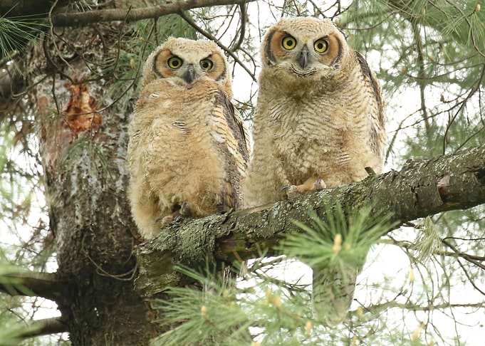 Twins