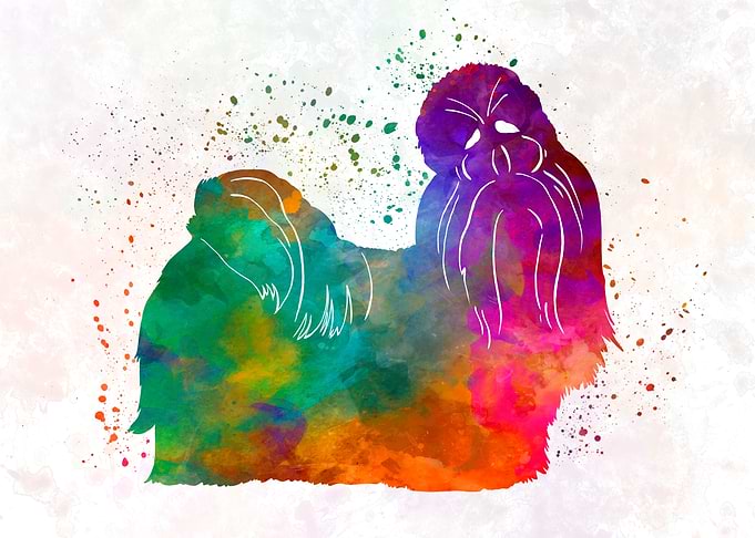 Shih Tzu in watercolor