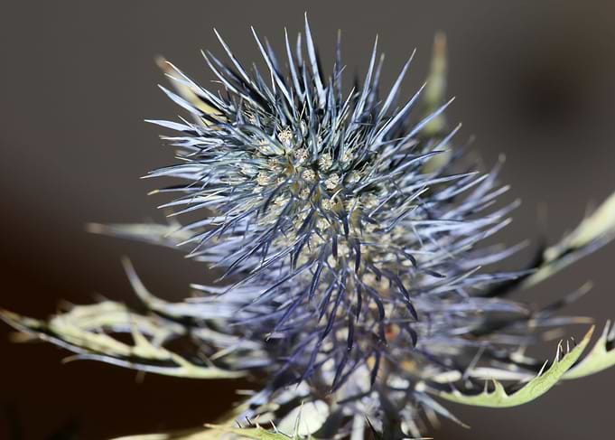 Wild flower blossom macro