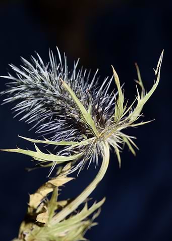 Wild flower blossom macro
