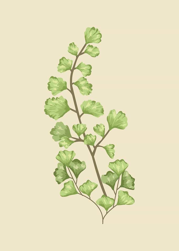 Ginko Biloba Botanical Art