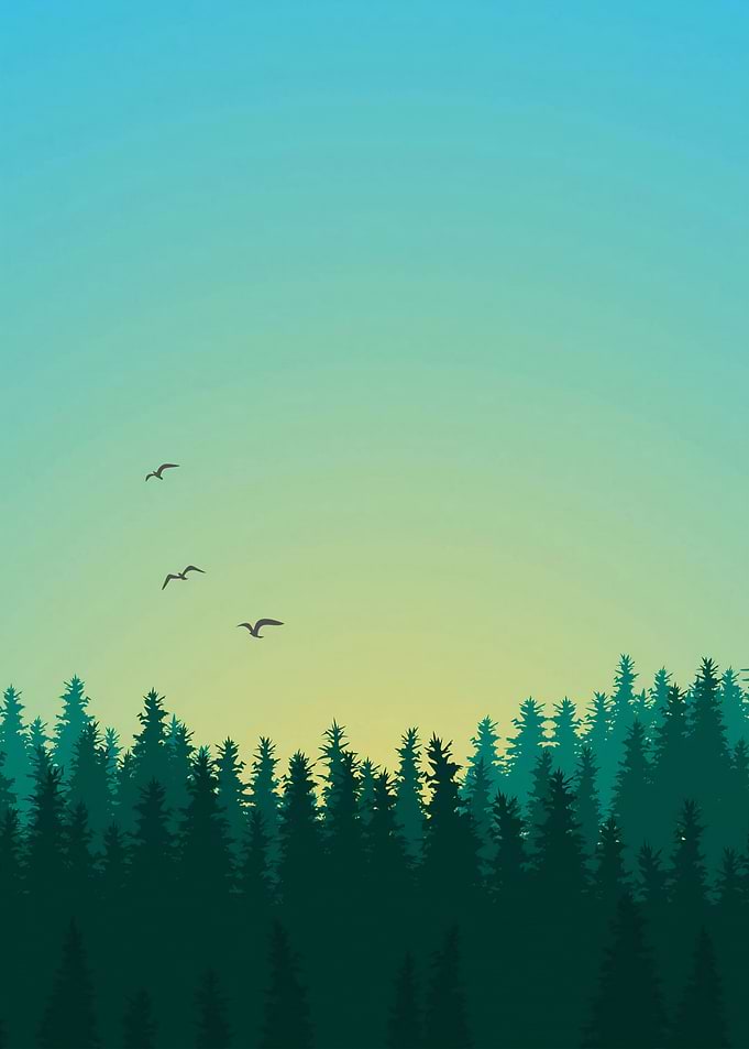 Little Forest