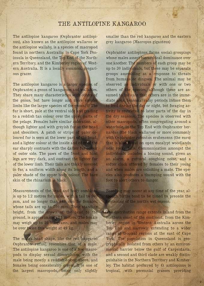 Antilopine Kangaroo