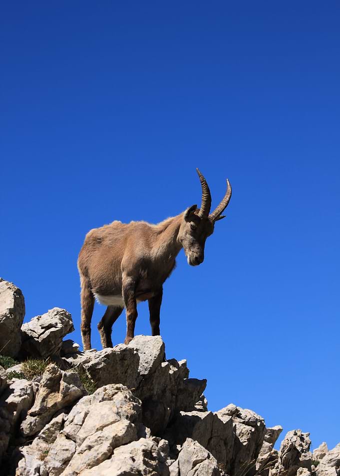 Bouquetin Ibex
