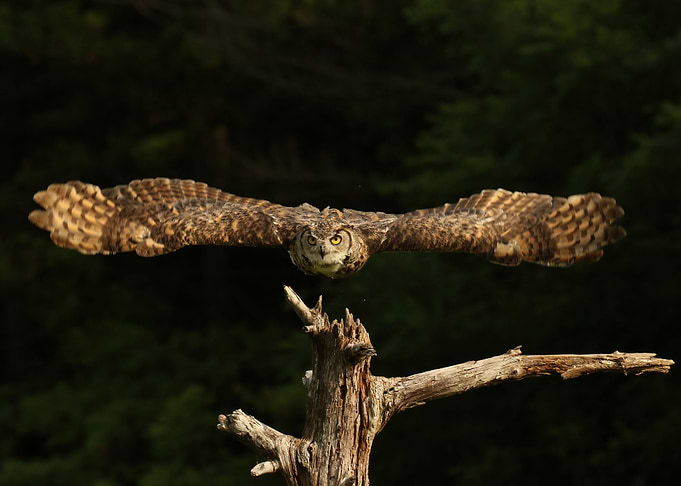 In flight