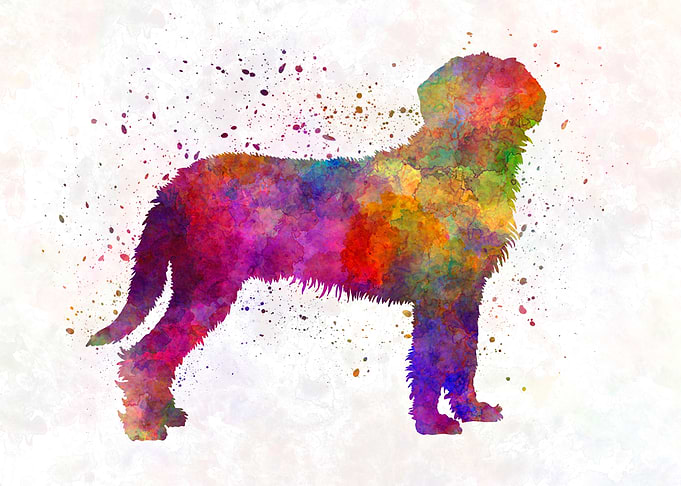 Styrian Coarsehaired Hound