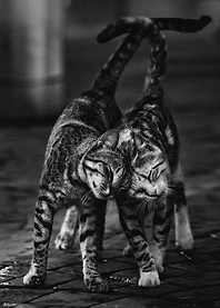 Twin Cats