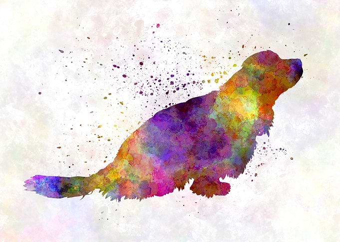 Sussex Spaniel dog