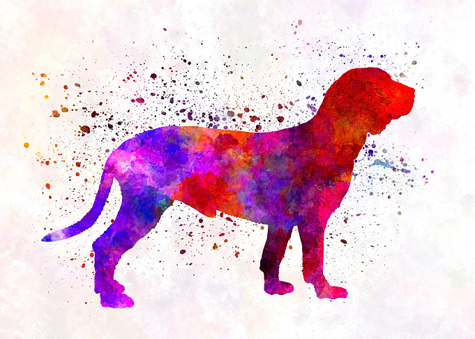 Spanish Hound dog