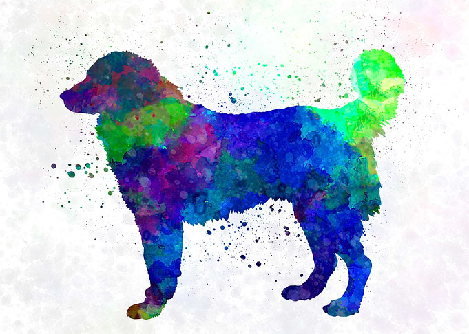 Southeastern European dog
