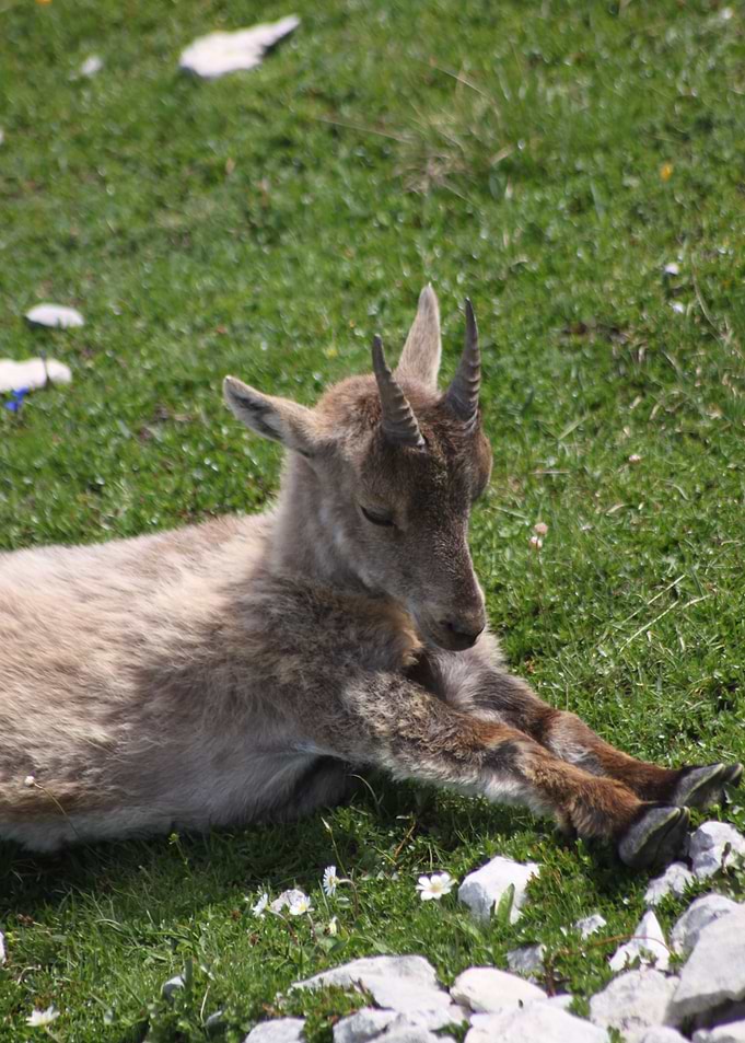 Ibex Bouquetin