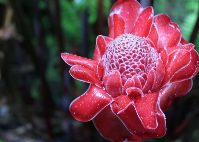 Etlingera with rain drops