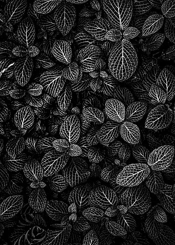 Latest drop