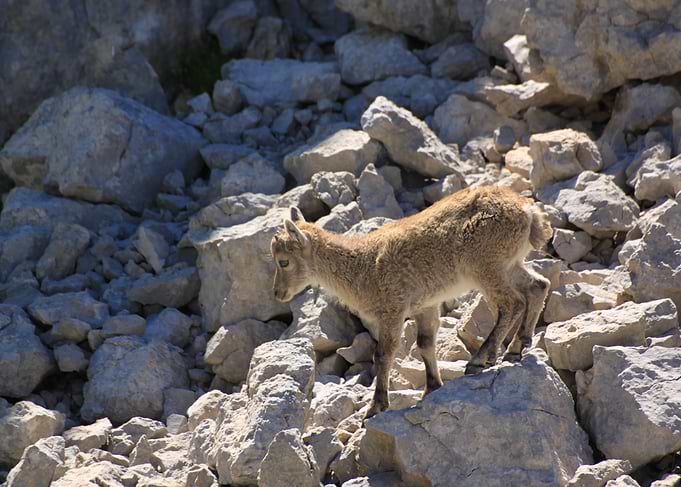 Ibex Bouquetin