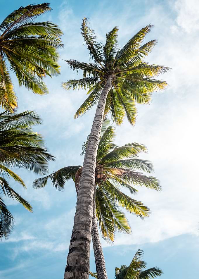 Sunny Palm Trees