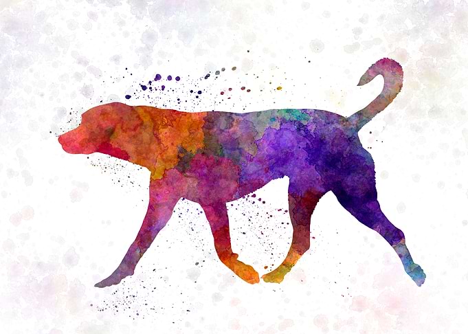 Transylvanian Hound