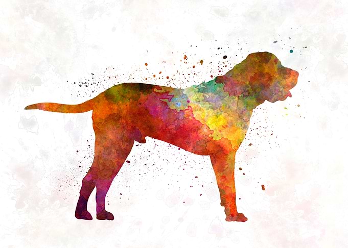 Tosa in watercolor