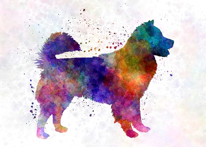 Thai Bangkaew Dog