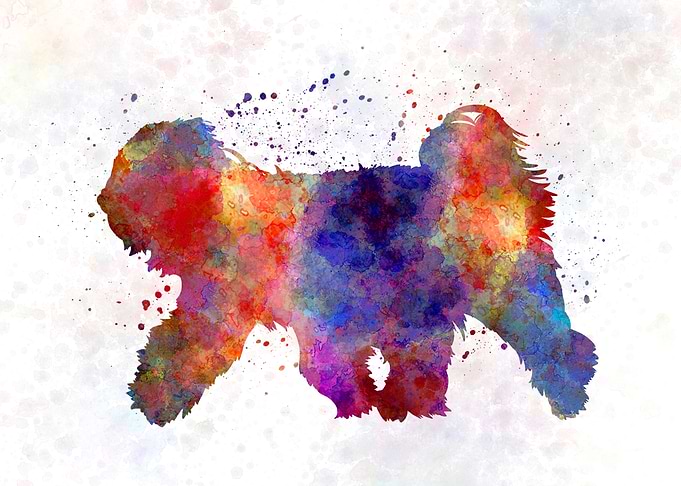 Tibetan Terrier dog