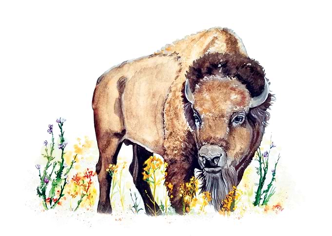 Bison Buffalo