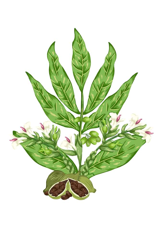 Cardamom Botanical Art