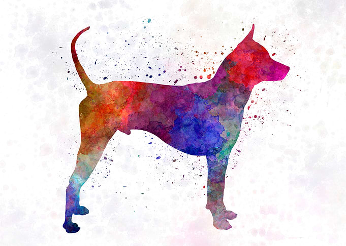 Thai Ridgeback Dog