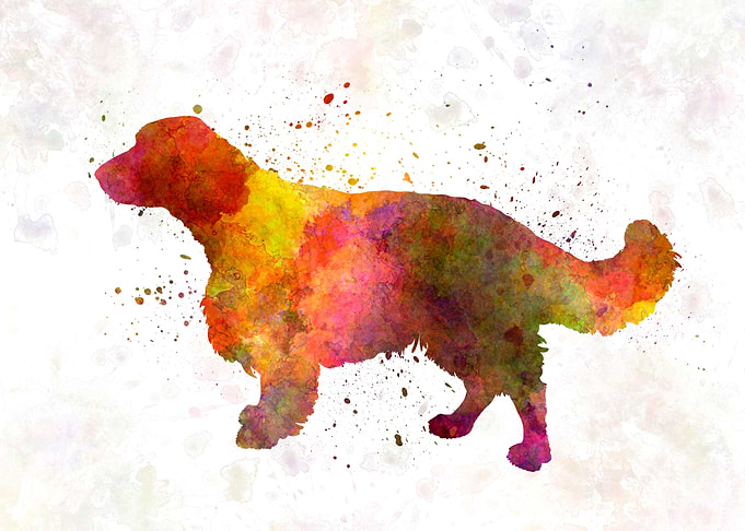 Welsh Springer Spaniel