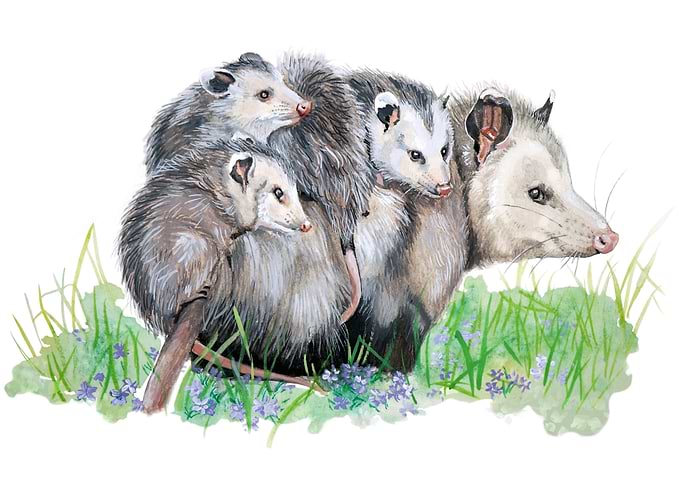 Opossum Family