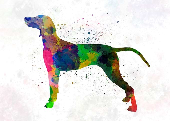 Weimaraner in watercolor