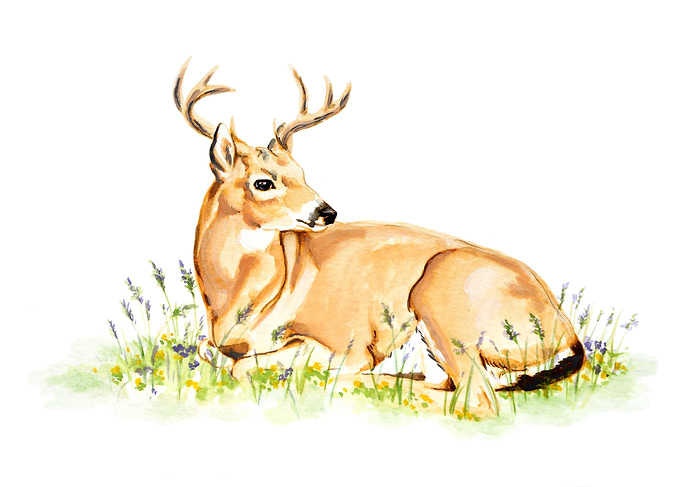 White Tailed Deet