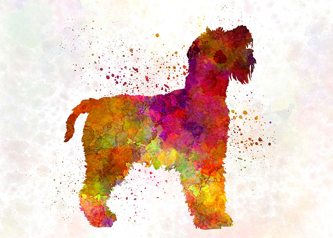 Welsh Terrier dog