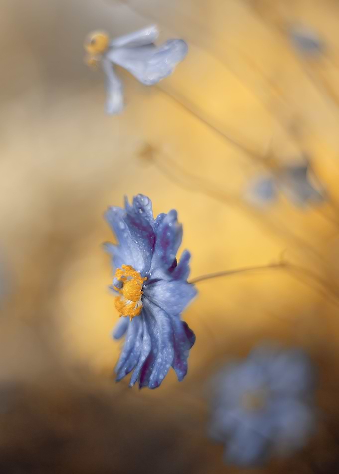 Autumn purple flowers