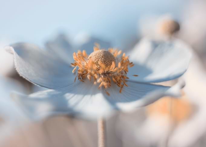 White anemone,macro flower